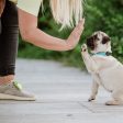 TICKLESS Mini Dog - The new generation of chemical-free ultrasonic tick and flea repellent Discount