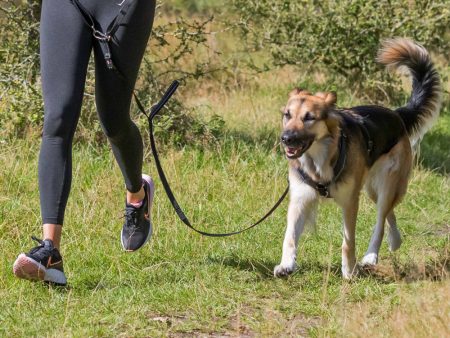 Trixie Waist Belt with Leash for Medium-Sized and Large Dogs Online now